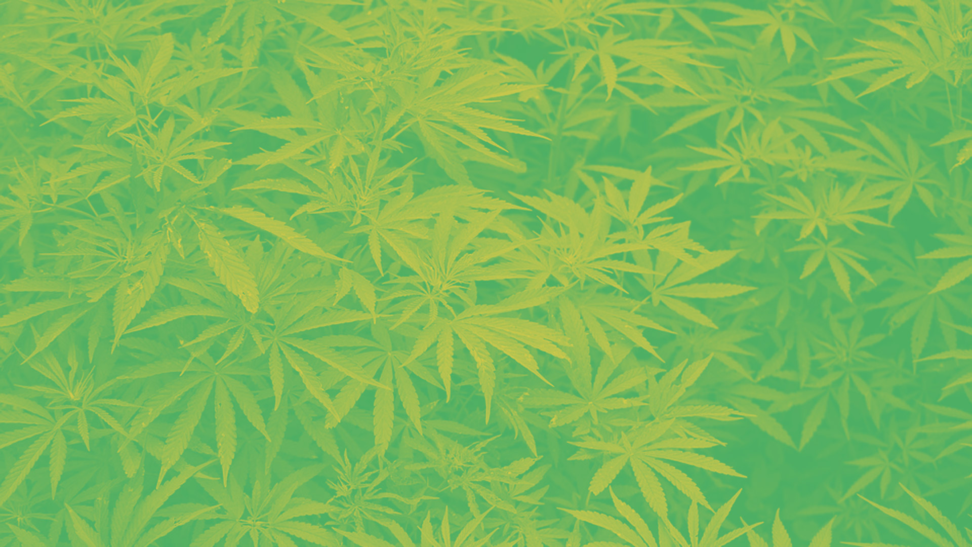 10 curiosidades sobre los usos de la marihuana