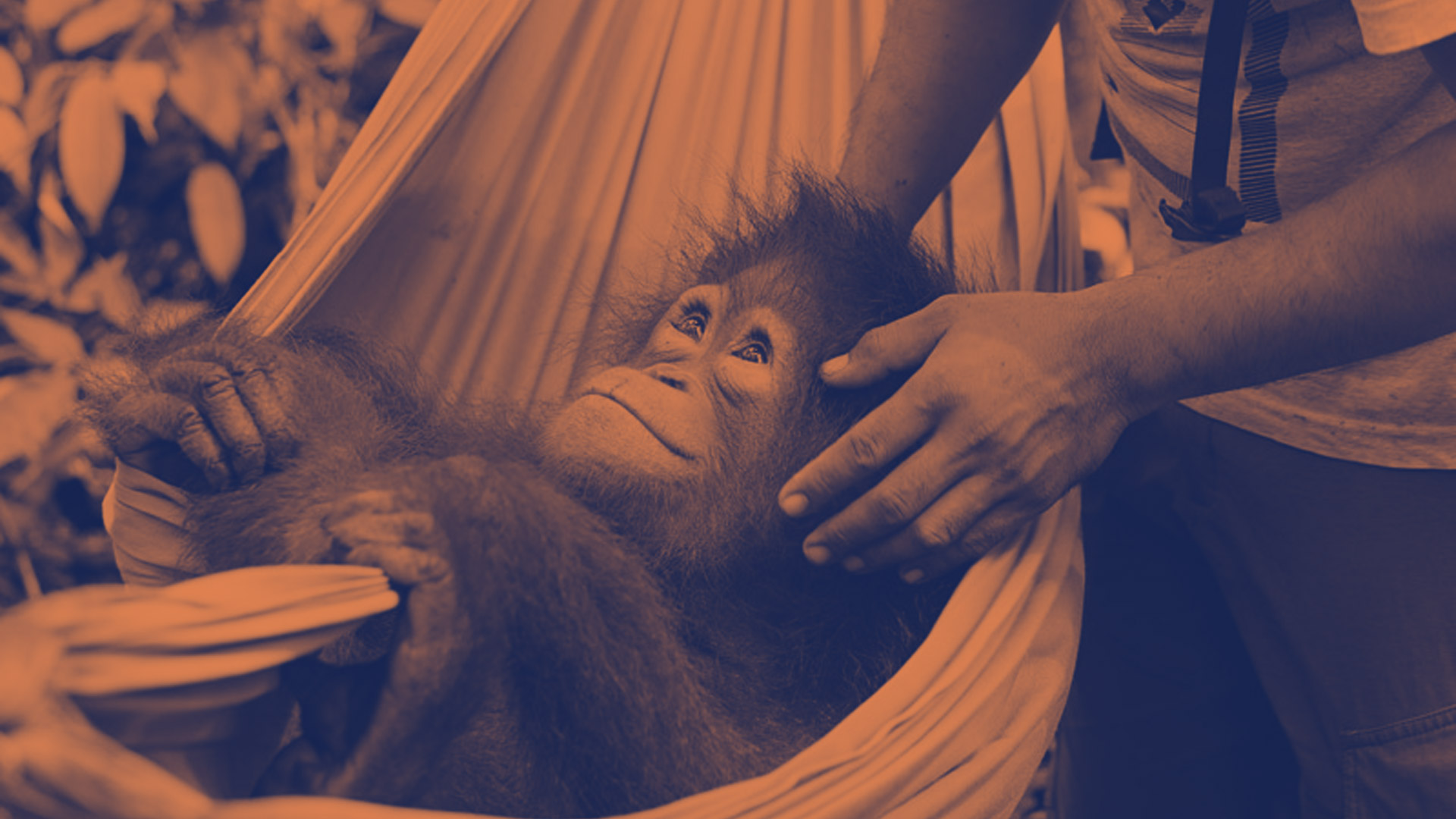 Día Internacional de los Animales: cercanos y en peligro, conoce a los orangutanes