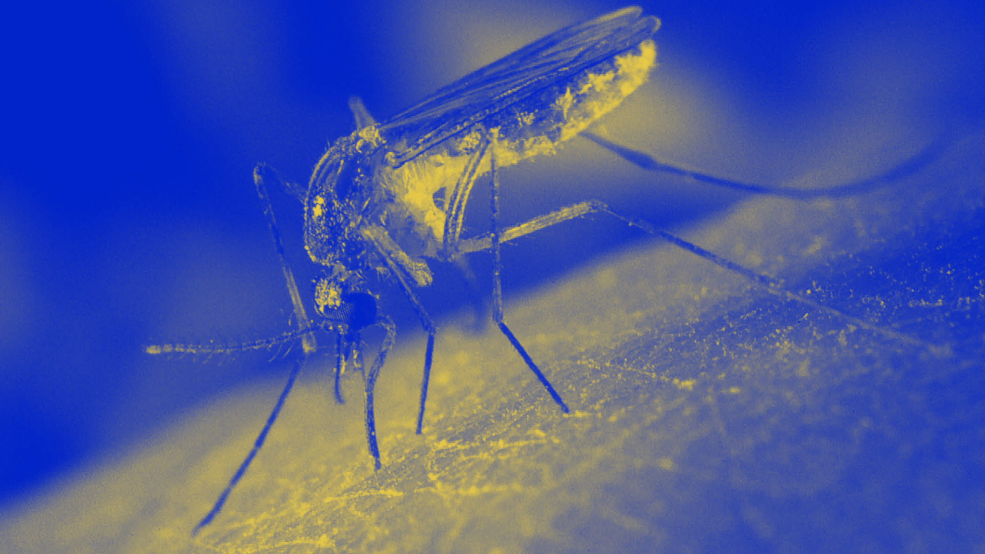 Una nueva trampa capturará a mosquitos transmisores de enfermedades
