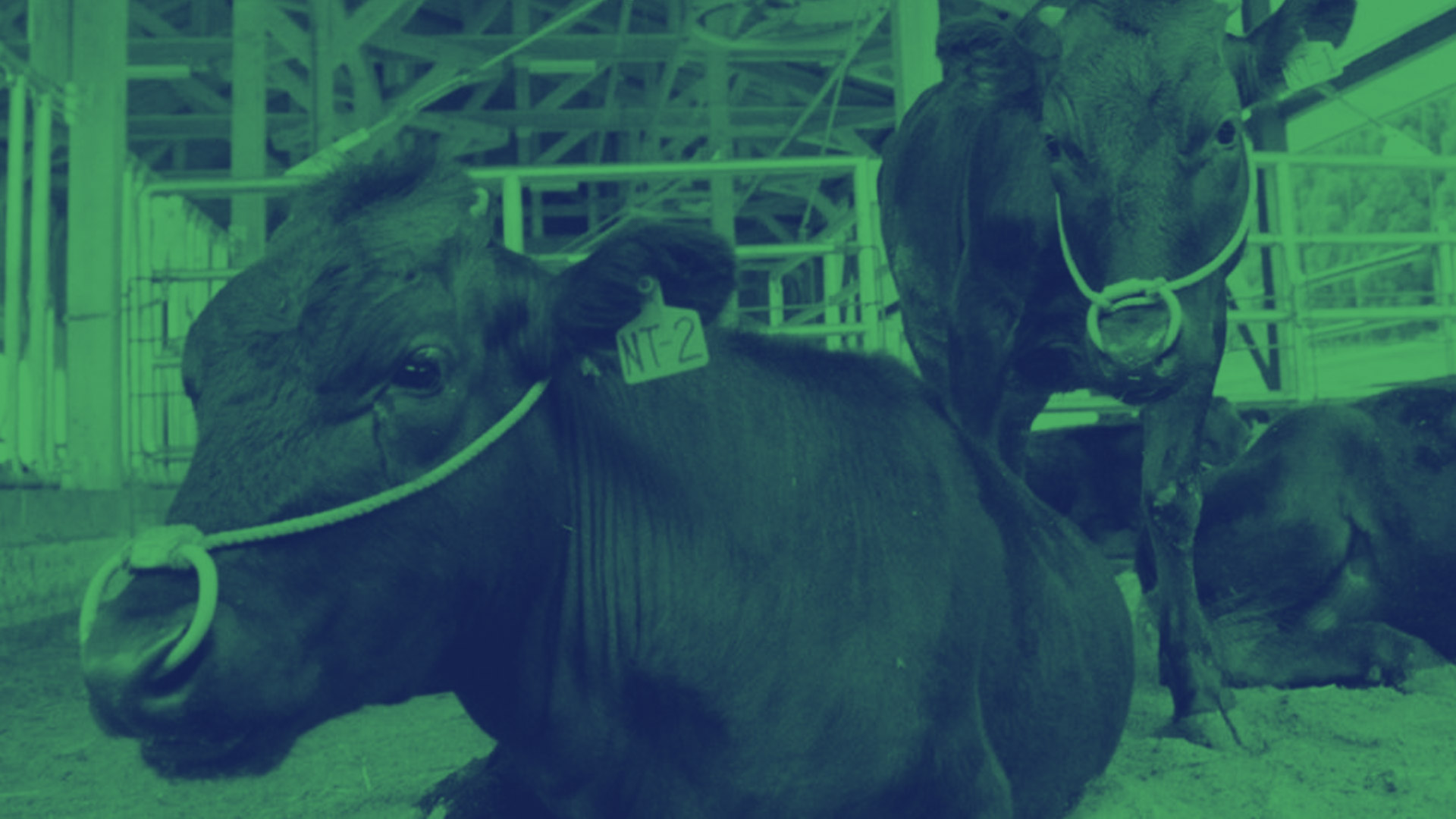Muere la primera vaca clonada del mundo