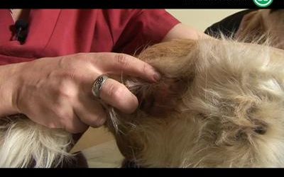 Cómo tratar a un perro con fístula anal