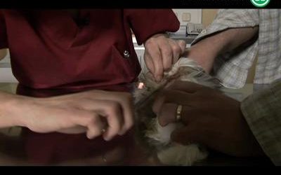 Cómo tratar a un perro con eccema en la piel