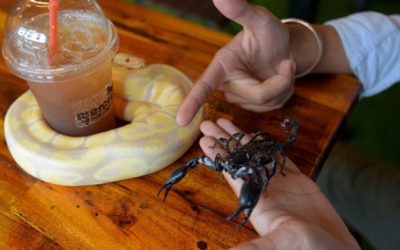 ¿Te apetece compartir un café entre escorpiones y tarántulas?