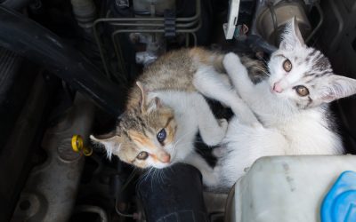 Qué hacer si descubres un gato dentro del coche