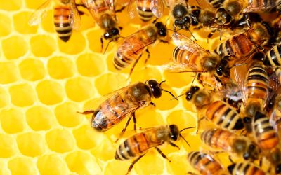¿Qué pasaría si se extinguen las abejas?