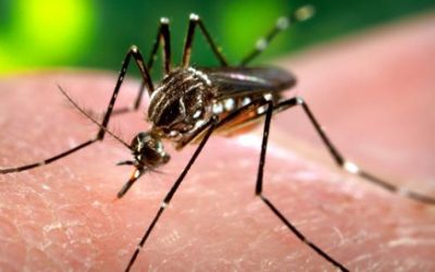 La amenaza del virus Zika