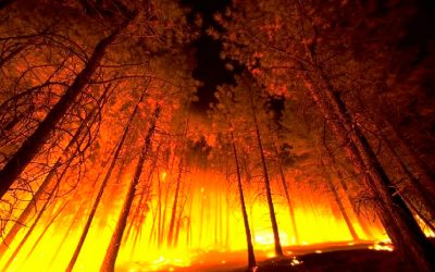 Cómo se recupera un bosque tras un incendio