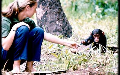 Jane Goodall: La esperanza de los chimpancés