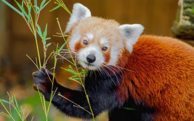 El panda rojo, un animal único al borde de la extinción