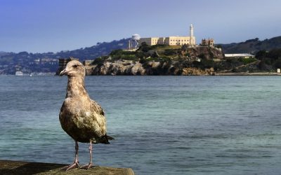 Alcatraz, la espectacular ave conocida por su velocidad