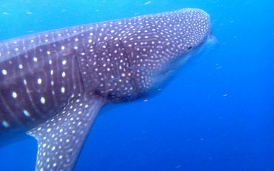 Cuando el tamaño sí importa: Los tiburones más grandes del mundo