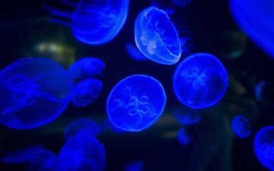 Bioluminiscencia: ¿Por qué los mares se iluminan por la noche?